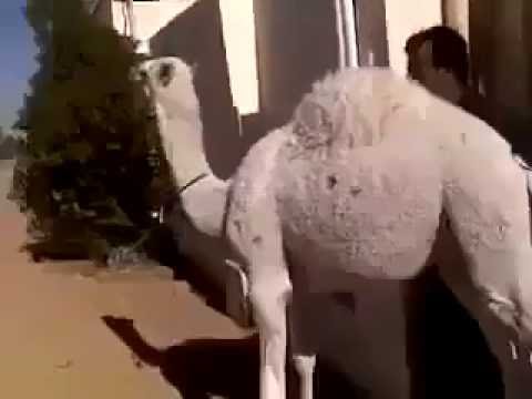 بالفيديو سعودي يصارع جملًا ويضعه داخل شنطة سيارته