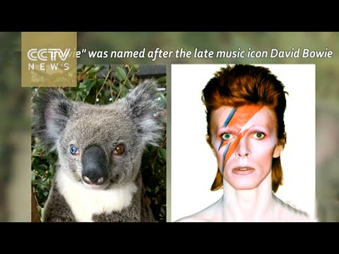 شاهد العثور على كوالا بعين زرقاء