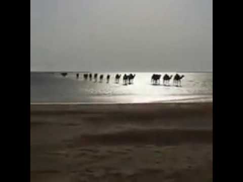 بالفيديو  أجمل مشهد للإبل وهي تعبر البحر على الساحل الغربي في السعودية