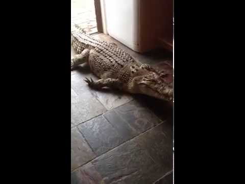 شاهد حيوان أليف من نوع خاص في منزل في أستراليا