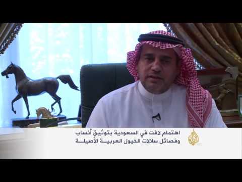 بالفيديو شاهد  اهتمام سعودي بتوثيق أنساب وسلالات الخيول العربية الأصيلة