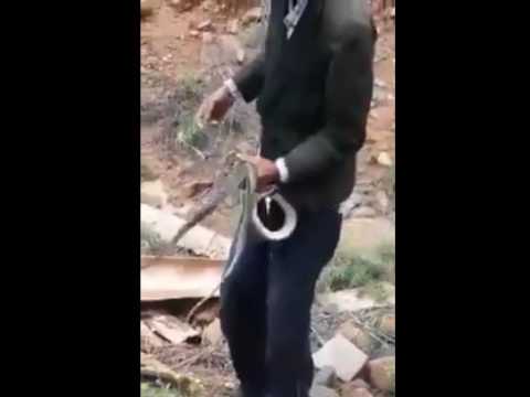تعرف على كيفية اصطياد المغاربة للأفاعي السامة