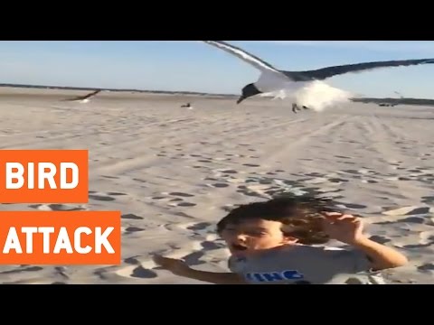 شاهد ردة فعل طريفة لطفل هاجمته طيور النورس على الشاطئ
