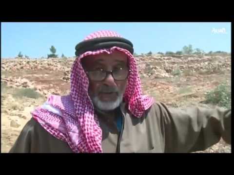 اسرائيل تجرف أكثر من 500 شجرة زيتون