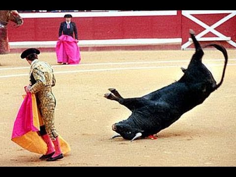 بالفيديو أقوى مصارعة ثيران في العالم