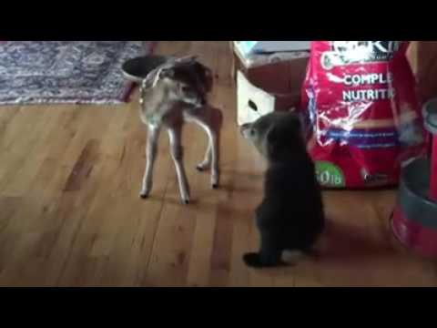 شاهد صداقة غريبة بين دب وغزال