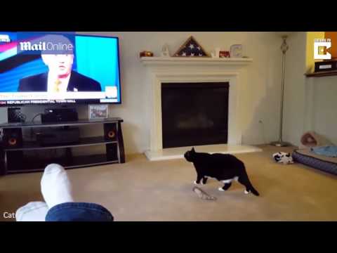 شاهد أطرف رد فعل لقطة أثار ترامب ذعرها