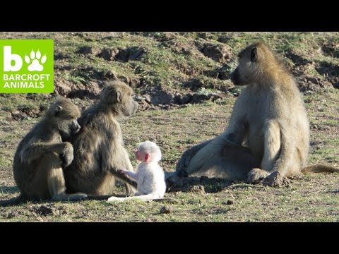 بالفيديو مصور يعثر على قرد أبيض نادر في زامبيا