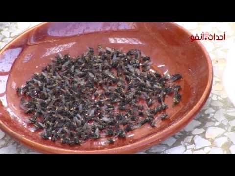 بالفيديو الذباب ينغص حياة أسرة في سيدي رحال والسبب ضيعة لتربية الديك الرومي