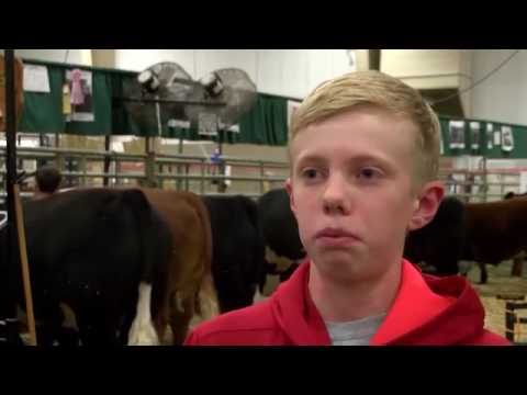 شاهد ماذا فعلت بقرتين مع طفل حاول ضربهما