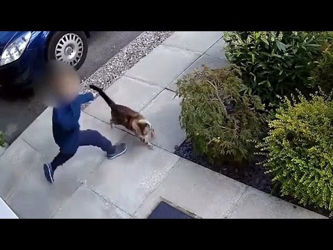 بالفيديو قطة تهاجم طفلًا بعد اعتدائه عليها بقسوة
