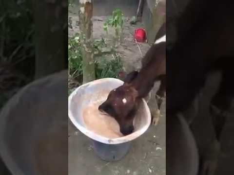 شاهد بقرة عجيبة ذات رأسين يرفض صاحبها التضحية بها