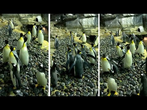 شاهد بطاريق تلعب بـفقاقيع الصابون