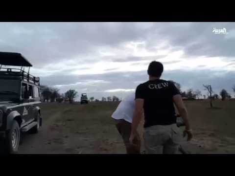 شاهد الاثارة والخوف يجتمعان في البحث عن أسود سرنغيتي