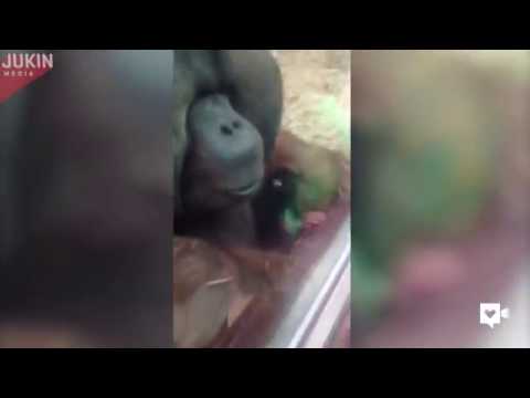 بالفيديو إنسان غاب يُقبِّل بطن امرأة حامل