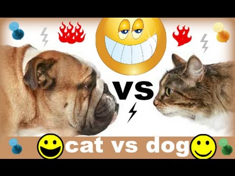 شاهد كيف سرق هؤلاء اللصوص الكلب