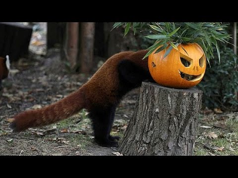 بالفيديو هالووين يعود هذه السنة بالمزيد من الرعب