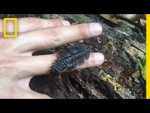 بالفيديو مستكشف يعثر على خنفساء حيرت العلماء في سنغافورة