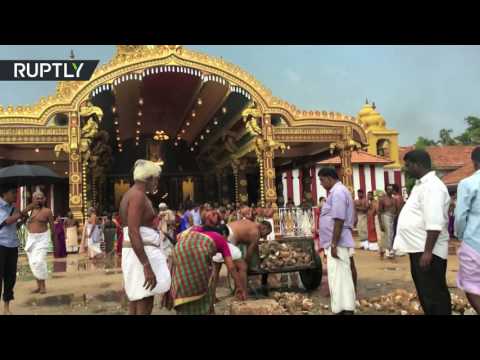 بالفيديو كسر جوز الهند في سريلانكا لأجل فوز كلينتون ذهبت أدراج الرياح