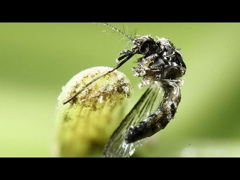 بالفيديو إنهاء حالة الطورائ الدولية المتعلقة بفيروس زيكا