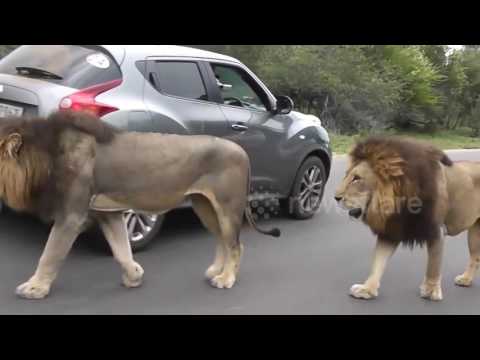 بالفيديو أسدان يسببان أزمة مرورية في جنوب أفريقيا