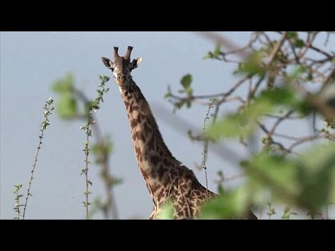 تراجع أعداد الزرافات في افريقيا