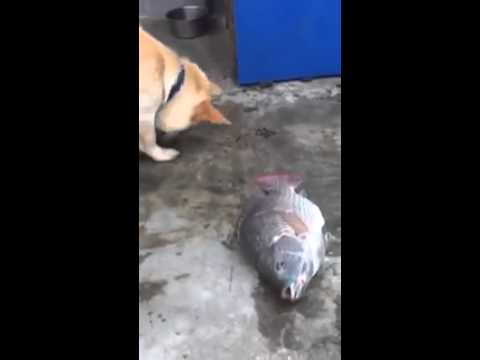 كلب يحاول إنقاذ الأسماك من الموت