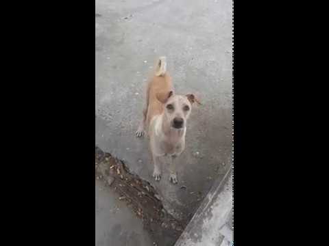 شاهد  فاعلو الخير يعيدون 4 آلاف دولار لصاحبها