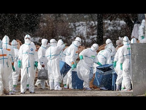 بالفيديو   فرنسا تعدم مئات الآلاف من البط لاحتواء إنفلونزا الطيور