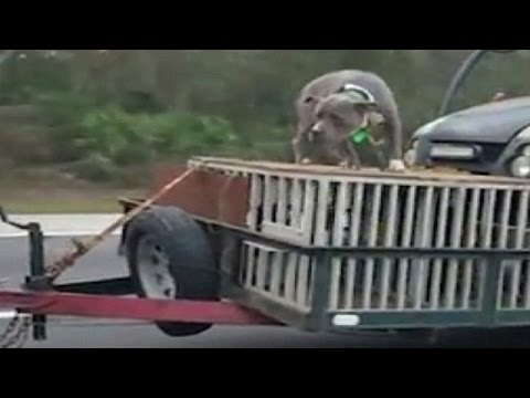 رجل يعرض كلبه للخطر أعلى السيارة