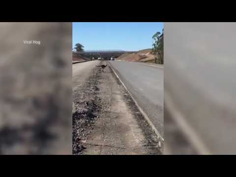 شاهد ما حدث لكنغر حاول عبور الطريق