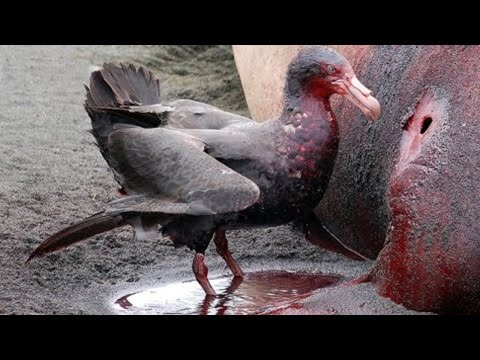 شاهد  أخطر 10 طيور في العال