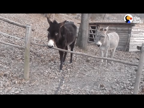 أذكى حمار في العالم