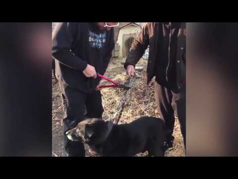 لحظة تحرير كلب في نيويورك