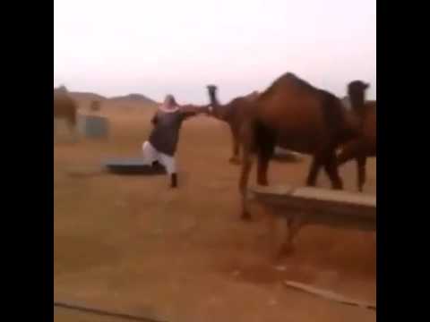 سعودي يعلم الرقص لقطيع من الجمال