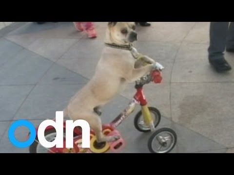 كلب صيني يستطيع الاستعراض بـ40 طريقة