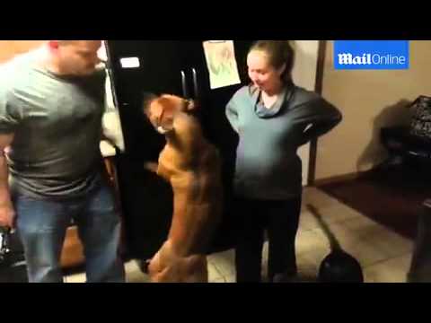 كلب يحمي مالكته الحامل من رجل
