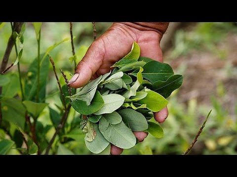 منتجو نبات الكوكا في كولومبيا يحتجون ضد استبدال المحاصيل