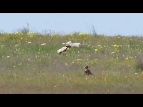 شاهد أرنب شجاع يحارب طائرًا جائعًا