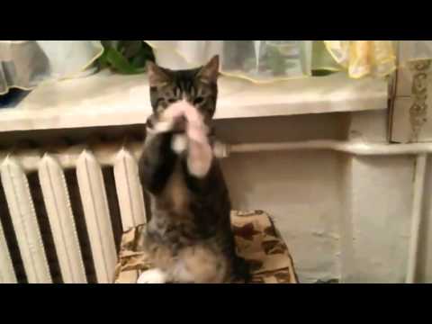 trained cat stunt shows