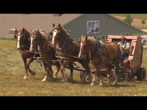wooing the amish vote in the 2016 election