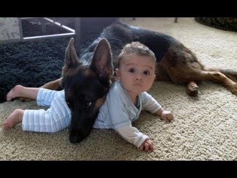 german shepherd protects babies and kids compilation