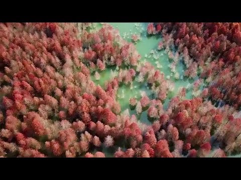 beautiful aerial video of a redwoods forest