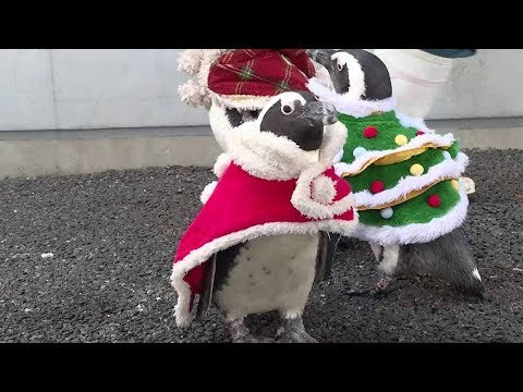christmas penguins parade around japanese