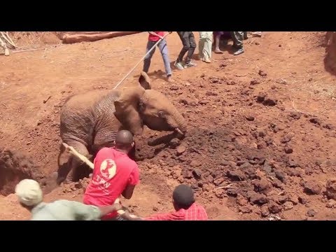 african elephant rescued