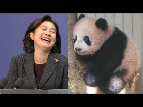 diplomatpanda muddle in hilarious mofa mixup