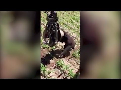 lumberjack rescues bear with jug stuck on head