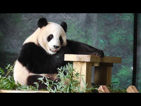 panda pair to arrive in finland this month