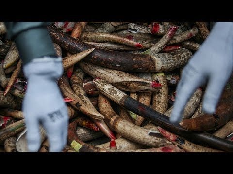 africa’s fight against elephant poachingasia’s role in ending illegal ivory trade