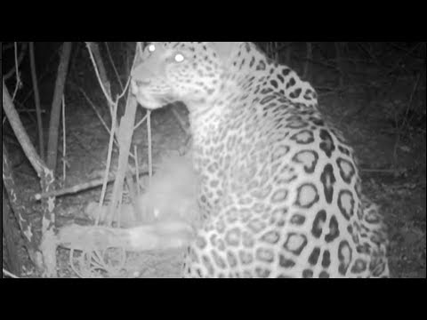 footage wild puma eats a bull in mountains recorded for the first time